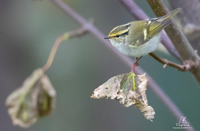 Pallas's Warbler