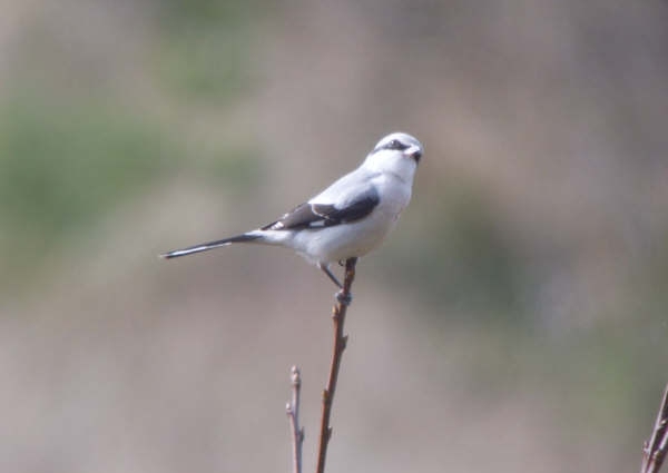 Great Grey Shrike
