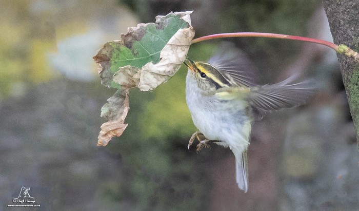 Pallas's Warbler