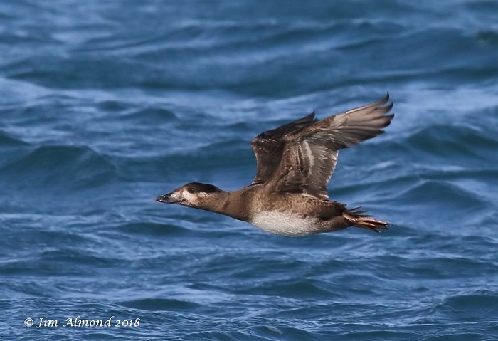 Surf Scoter