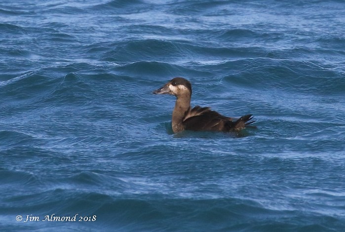 Surf Scoter