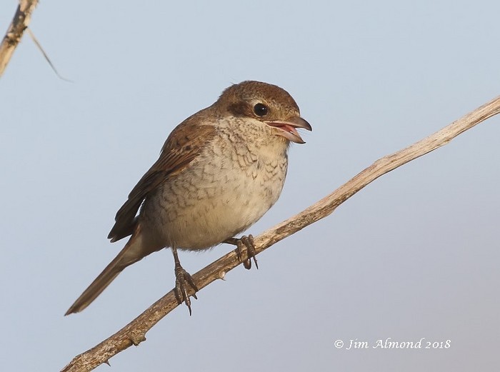 Red-backed Shrike