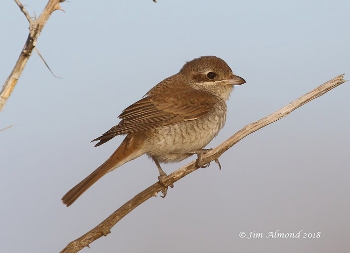 Red-backed Shrike