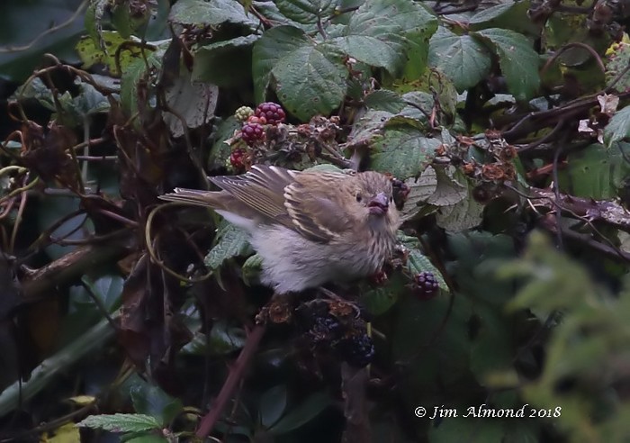 Common Rosefinch