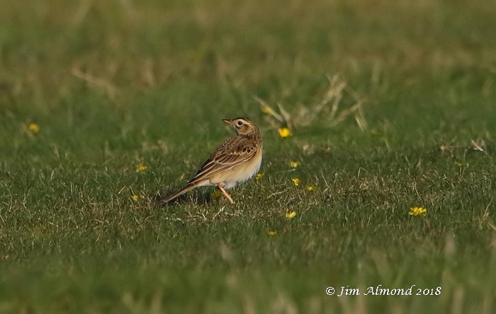Richard's Pipit