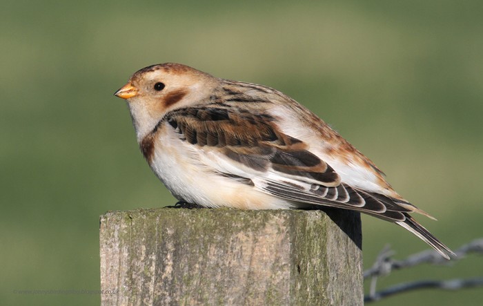 Snow Bunting