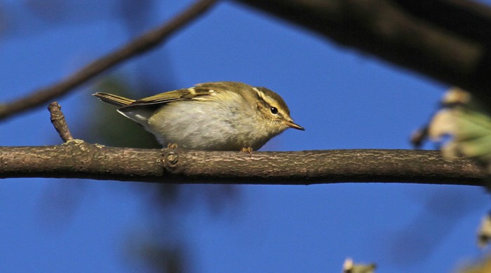 Yellow-browed Warbler