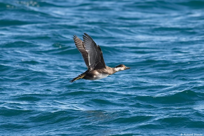 Common Scoter