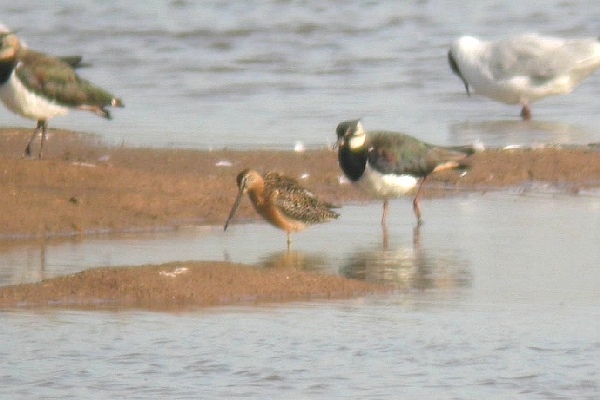 Long-billed Dowitcher