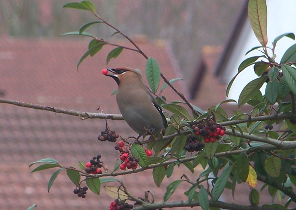 Waxwing
