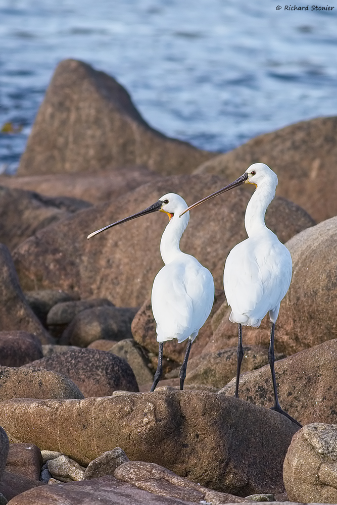 Spoonbill