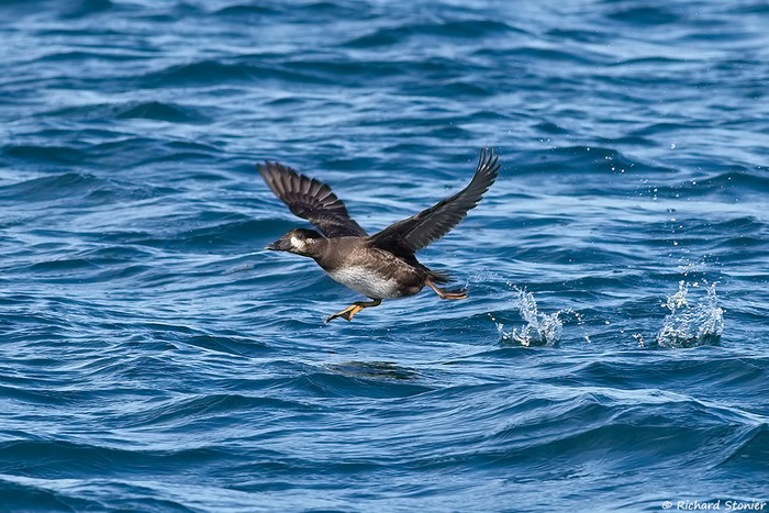 Surf Scoter
