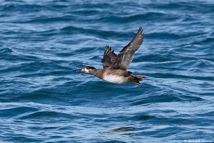 Surf Scoter