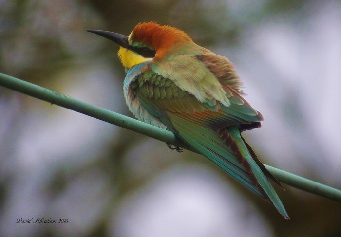Bee-eater