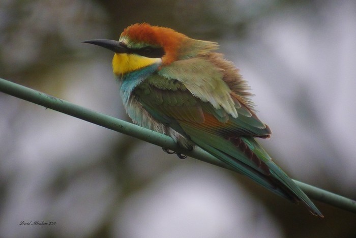 Bee-eater