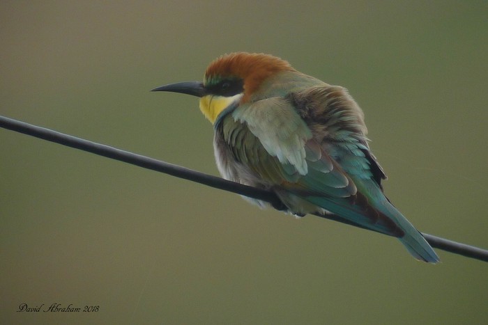 Bee-eater
