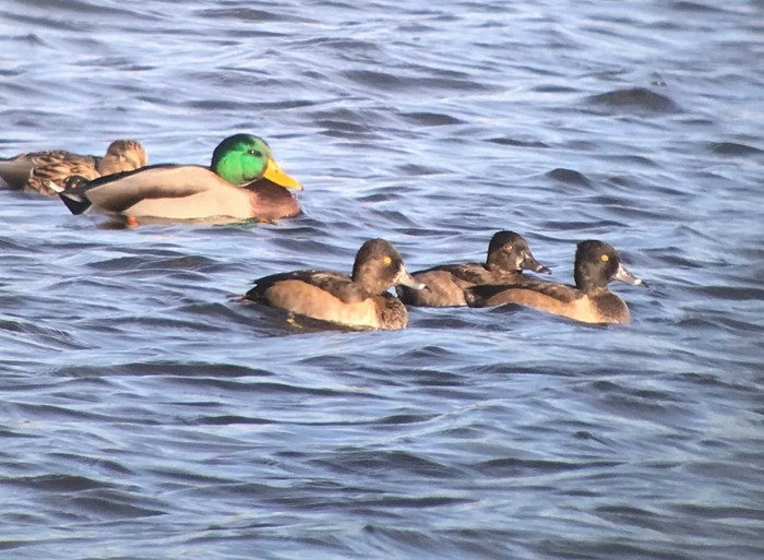 Ring-necked Duck