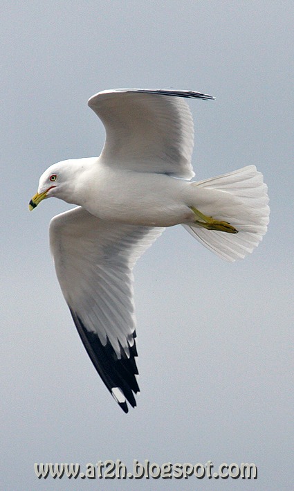 Ring-billed Gull