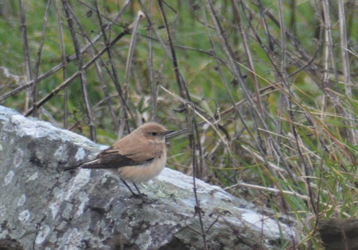 Western Black-eared Wheatear