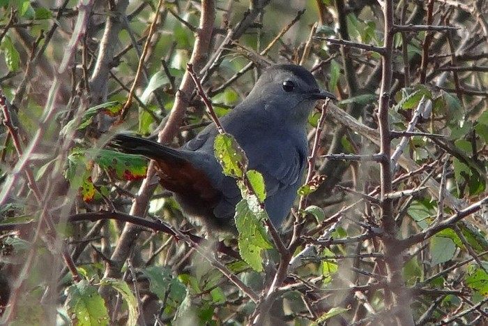 Grey Catbird