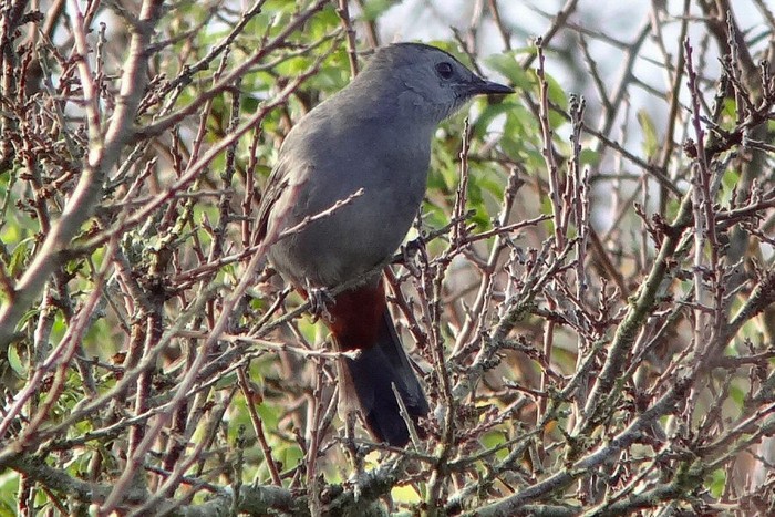 Grey Catbird