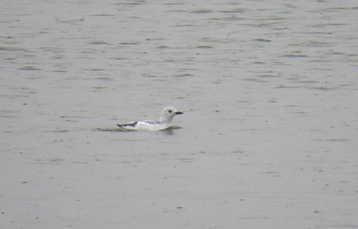 Mandt's Black Guillemot