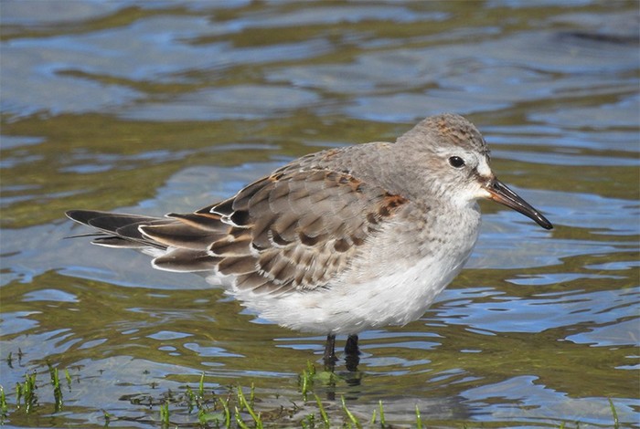 White-rumped Sandpiper