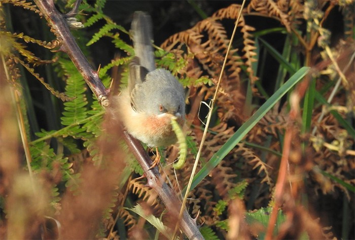Western Subalpine Warbler