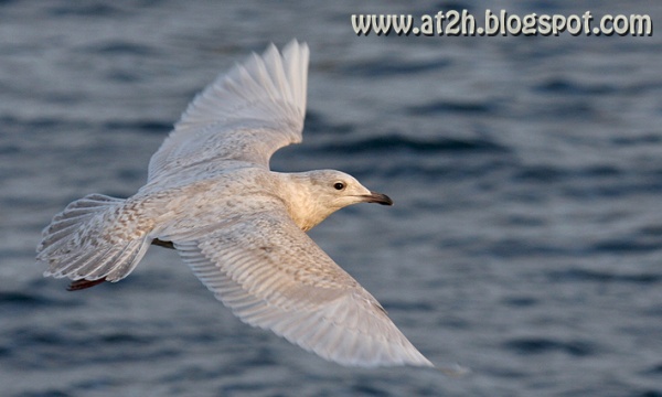 Iceland Gull