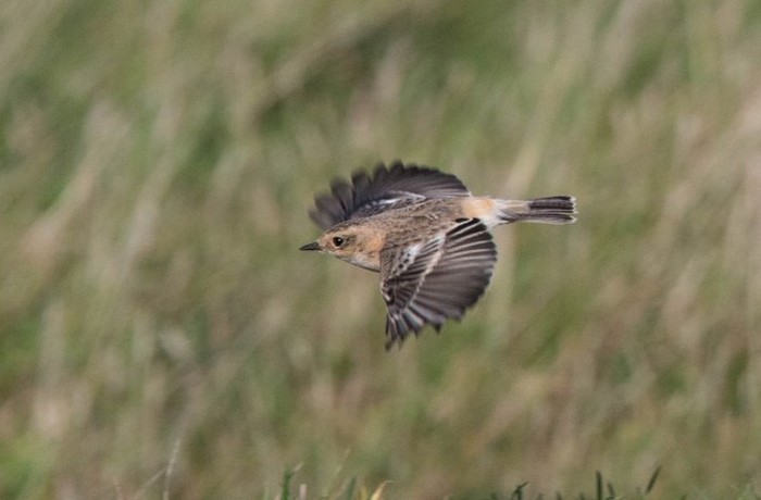 Siberian Stonechat