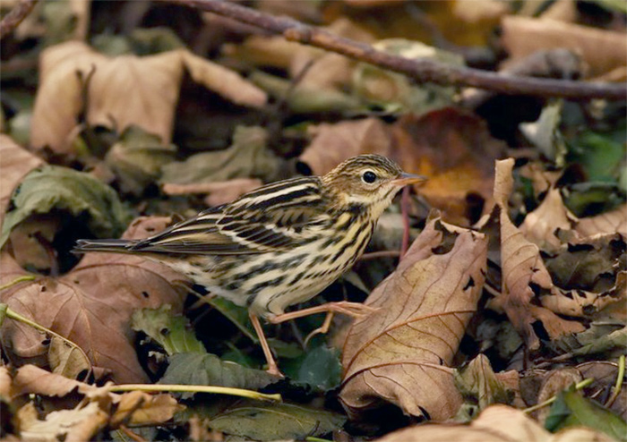 Pechora Pipit