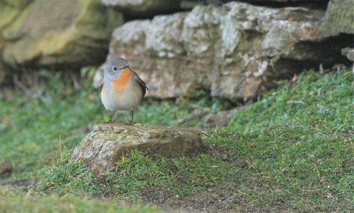Red-breasted Flycatcher