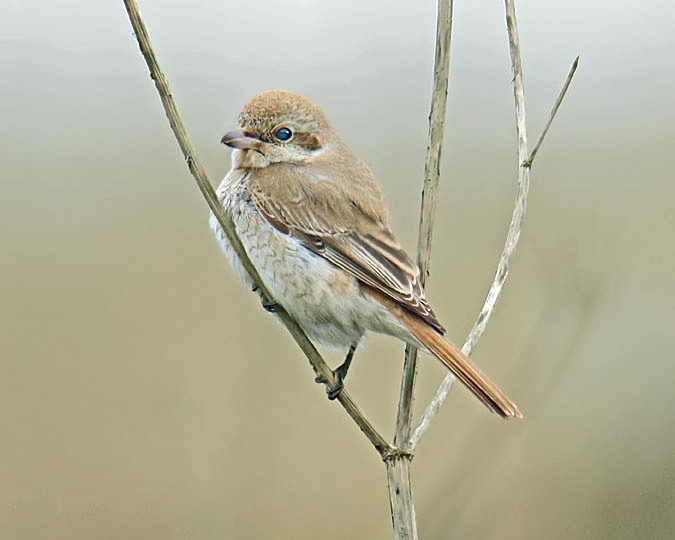 Daurian Shrike