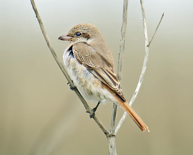 Daurian Shrike