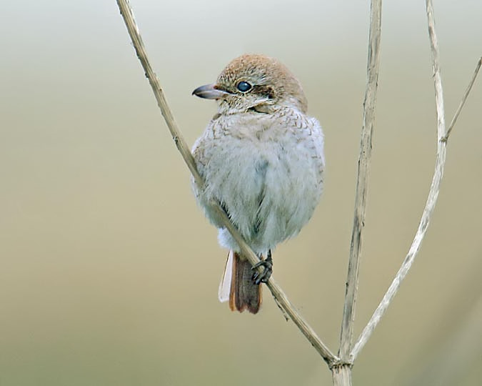 Daurian Shrike