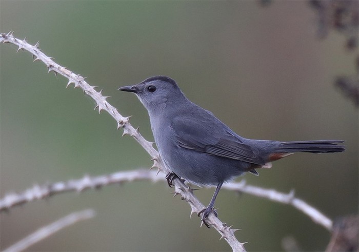 Grey Catbird