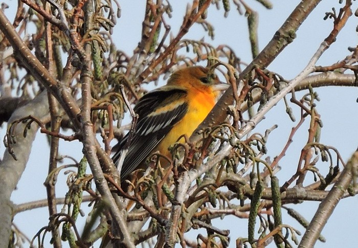 Baltimore Oriole