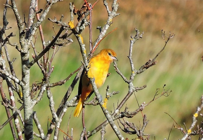 Baltimore Oriole