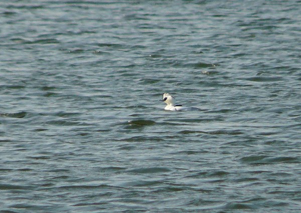 Smew