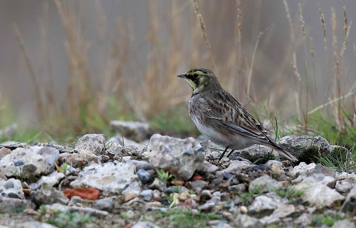 Shorelark