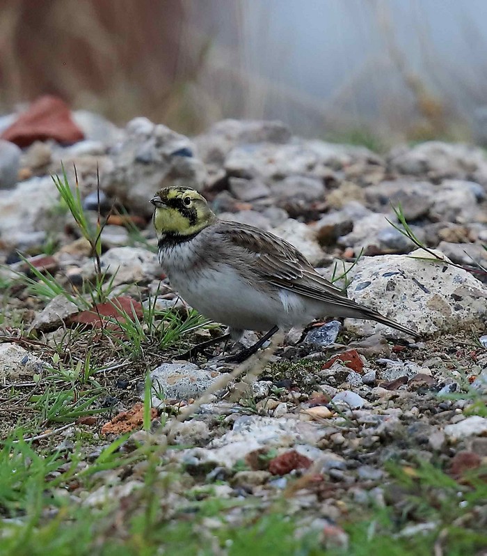 Shorelark