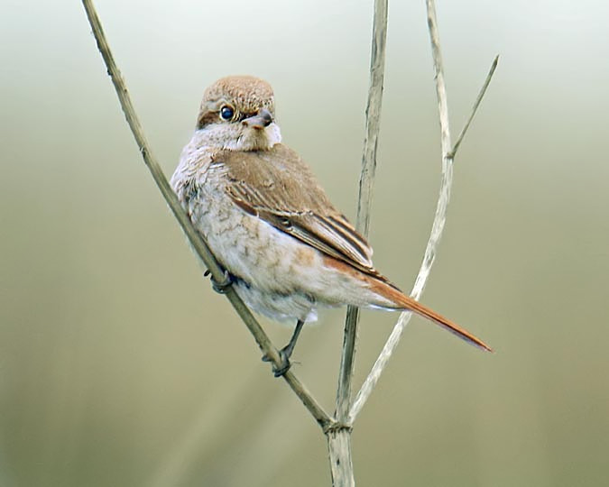 Daurian Shrike