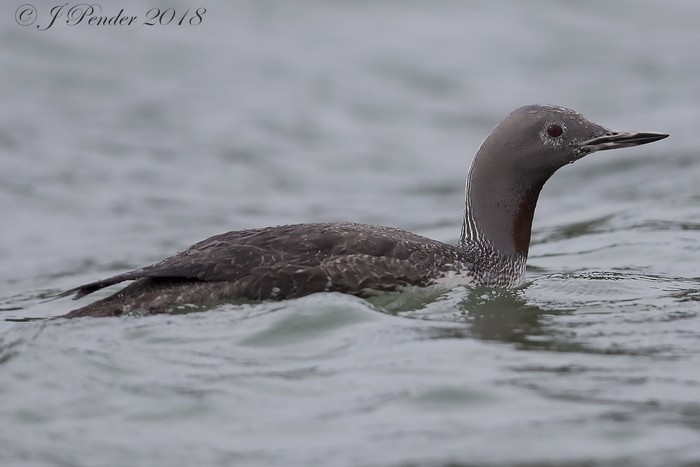 Red-throated Diver