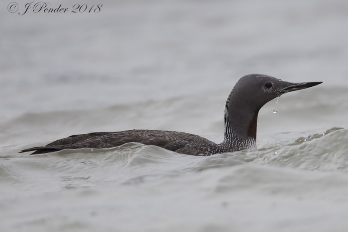 Red-throated Diver