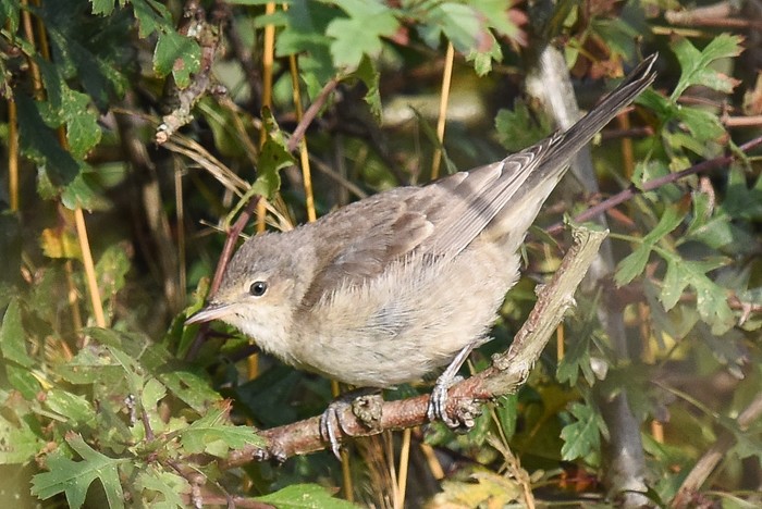 Barred Warbler