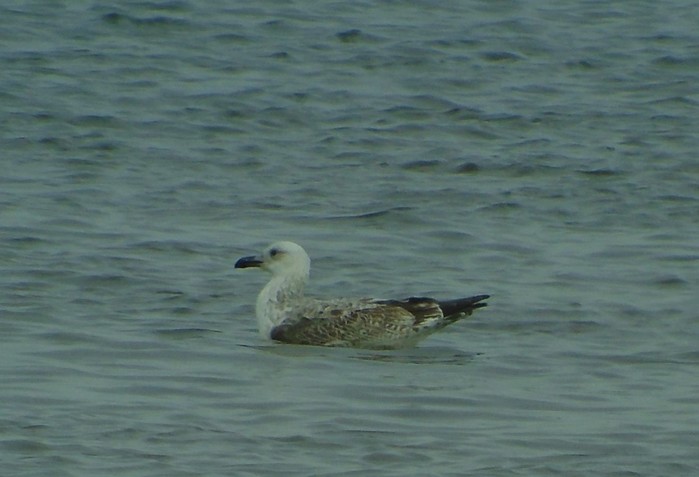 Caspian Gull