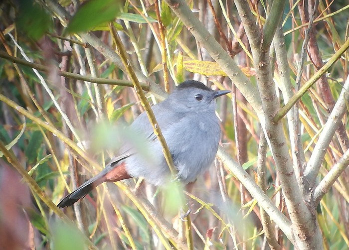 Grey Catbird