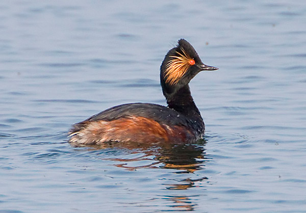 Black-necked Grebe