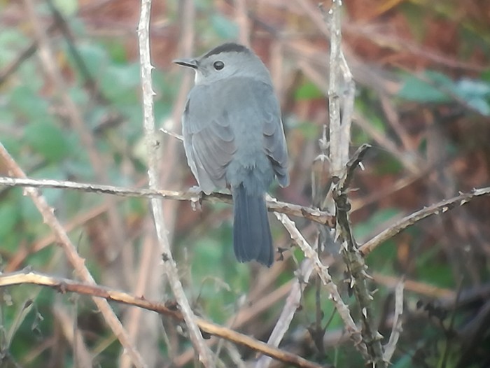 Grey Catbird