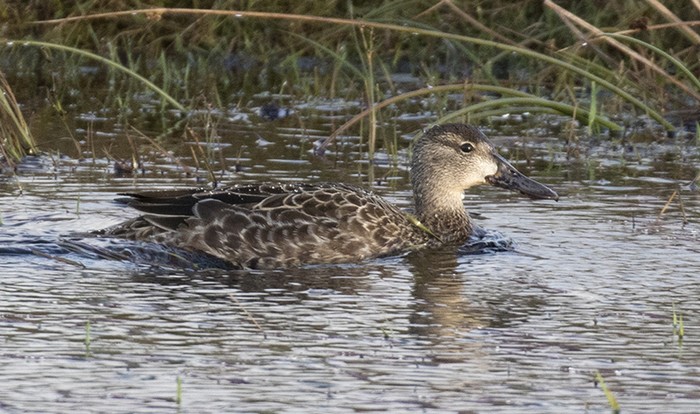 Blue-winged Teal
